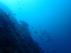 Epinephelus lanceolatus