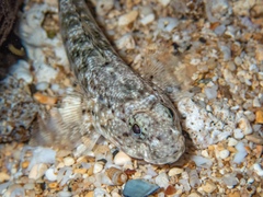 Whitespotted Frillgoby photo 2