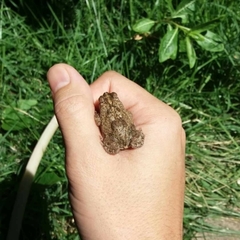 Rhinella mirandaribeiroi