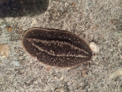 Phyllocaulis soleiformis