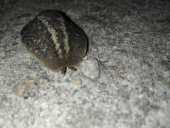 Phyllocaulis soleiformis