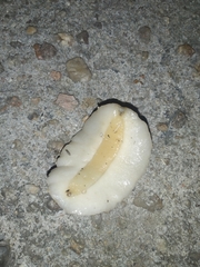 Phyllocaulis soleiformis