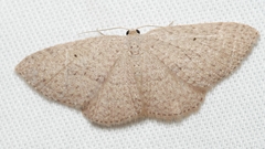 Poecilasthena anthodes