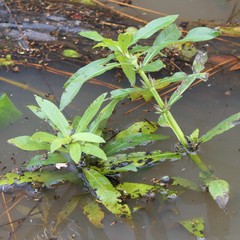 Hygrophila lacustris