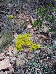 Gymnophyton polycephalum