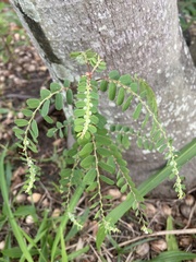 Phyllanthus debilis