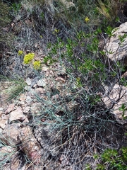 Gymnophyton polycephalum