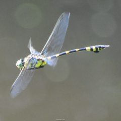 Ictinogomphus australis
