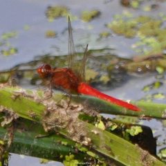 Rhodothemis lieftincki