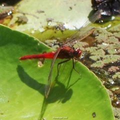 Rhodothemis lieftincki