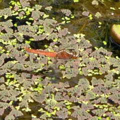 Rhodothemis lieftincki