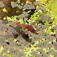 Rhodothemis lieftincki