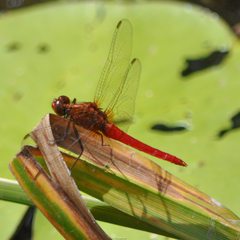 Rhodothemis lieftincki