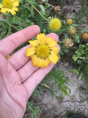 Helenium amarum