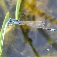 Ischnura heterosticta