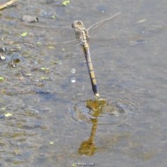 Orthetrum caledonicum
