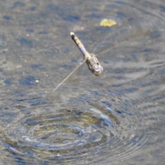 Orthetrum caledonicum