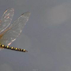 Hydrobasileus brevistylus