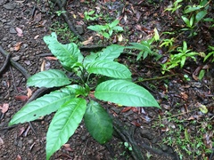 Solanum viridifolium