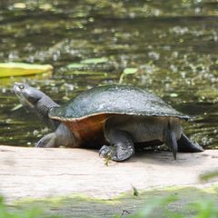 Emydura macquarii