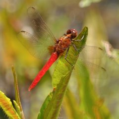 Rhodothemis lieftincki