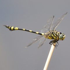 Ictinogomphus australis