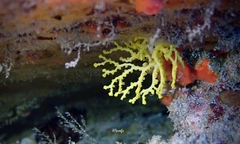 Melithaea bicolor