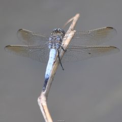 Orthetrum caledonicum