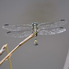 Ictinogomphus australis