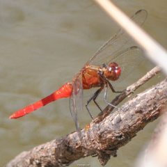 Rhodothemis lieftincki