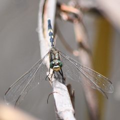 Orthetrum sabina