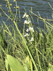 Sagittaria