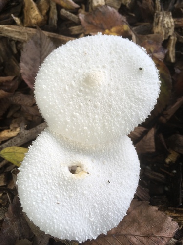 Leucocoprinus cretaceus image