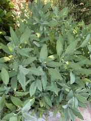 Salvia officinalis