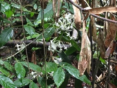 Phaleria clerodendron
