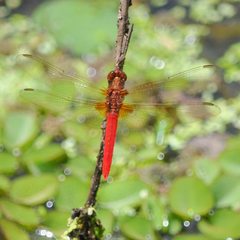 Rhodothemis lieftincki