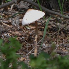 Agaricineae