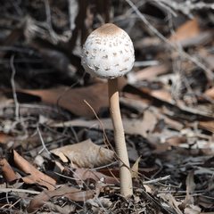 Agaricineae