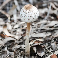 Agaricineae