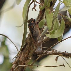 Macrotristria angularis