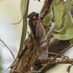Macrotristria angularis
