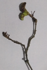 Capparidastrum frondosum