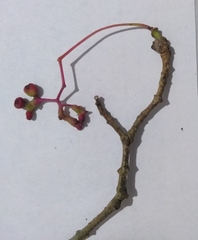 Capparidastrum frondosum