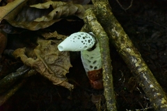 Staheliomyces cinctus