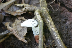 Staheliomyces cinctus