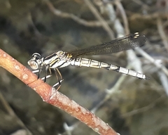 Platycypha fitzsimonsi