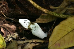 Staheliomyces cinctus