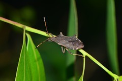 Tasmanian Gelonus Bug