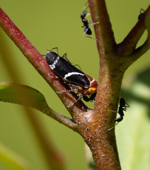Eurymeloides bicincta