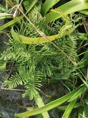 Gleichenia dicarpa